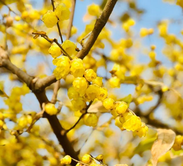 拍红墙腊梅不用去故宫!来上海市中心这个免费公园吧