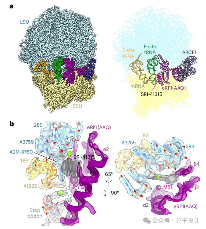 【first-in-class药设系列】核糖体erf1的分子胶设计
