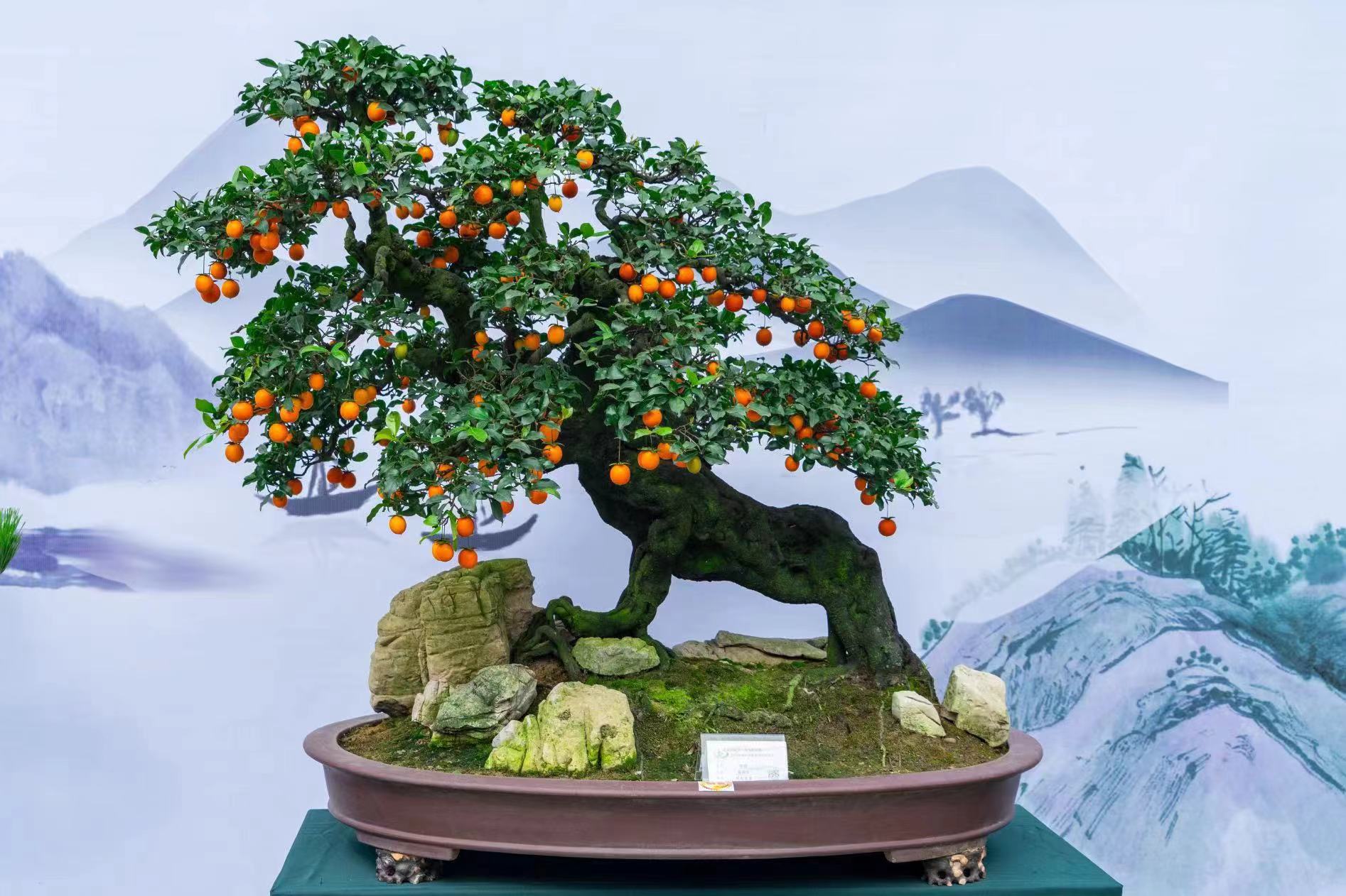 企业连麦两会|农产品"网红"频出,如何塑造更多"金字招牌"?成都今年有