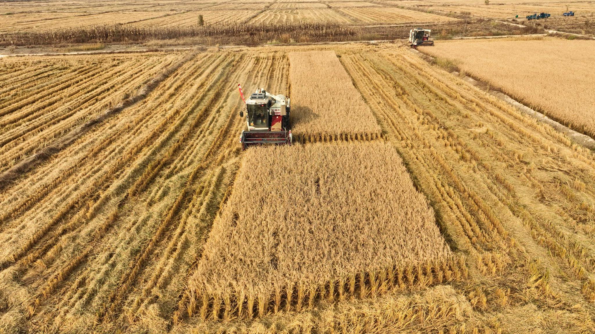 2023年10月23日,水稻收割机在辽宁省阜新市彰武县大冷镇上三家子村的