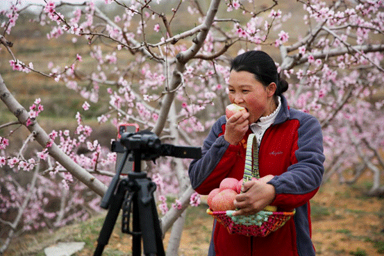 图：山东蒙阴的水果种植户牛庆花，在春节旺季迎来了销售小高峰