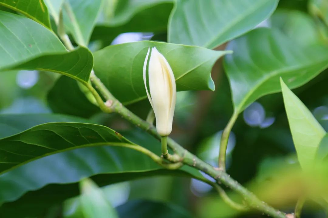 修枝小操作 花乡花更香|白兰_新浪财经_新浪网