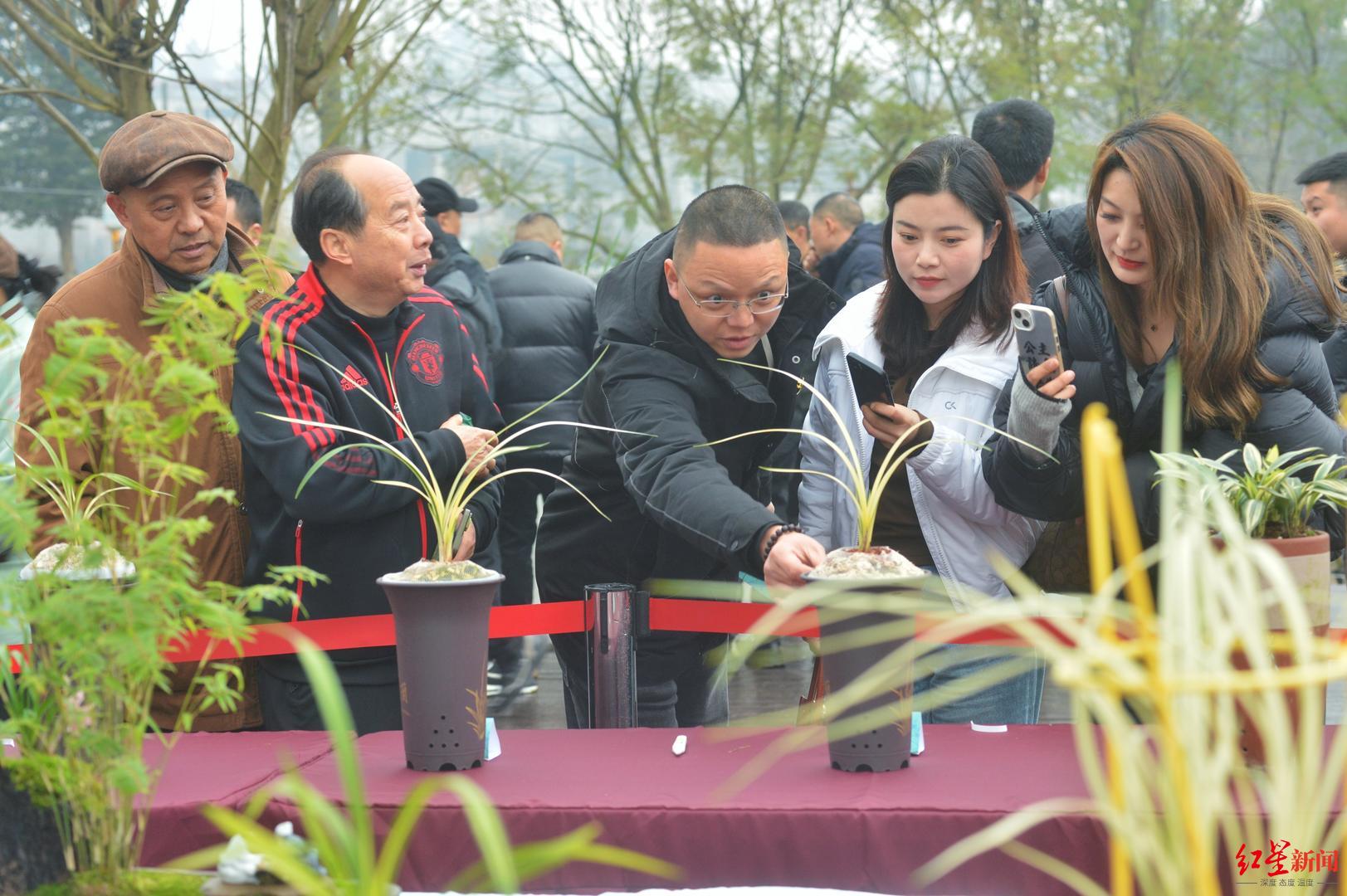 上千件精品兰花、盆景齐亮相，邛崃市首届花卉盆景艺术季来了