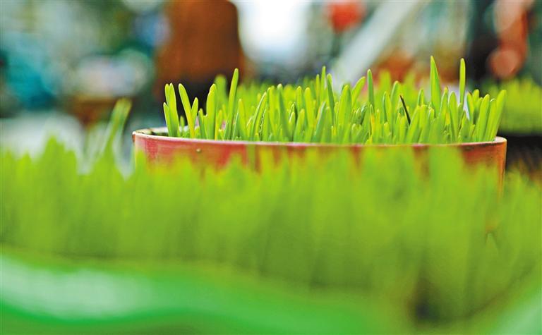 图为青稞苗.本报记者 格桑伦珠 摄