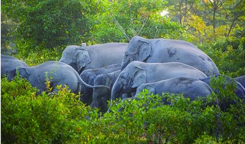 印度新版《森林保护法》引争议