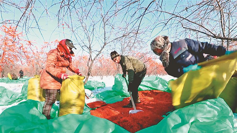 冰果沙棘 满山银白缀火红_新浪财经_新浪网