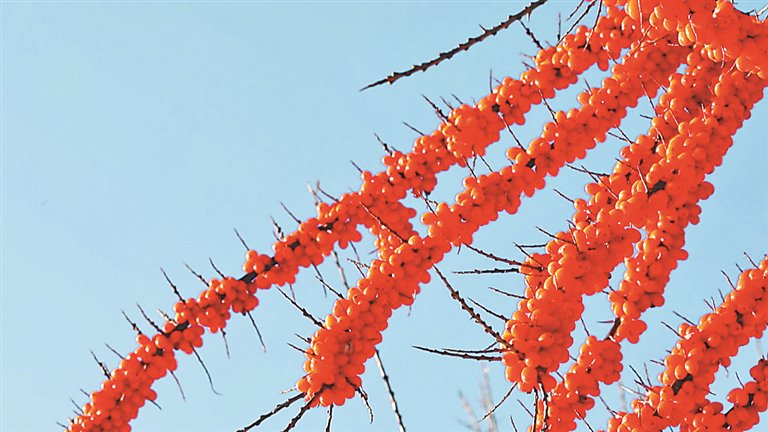 冰果沙棘 满山银白缀火红_新浪财经_新浪网