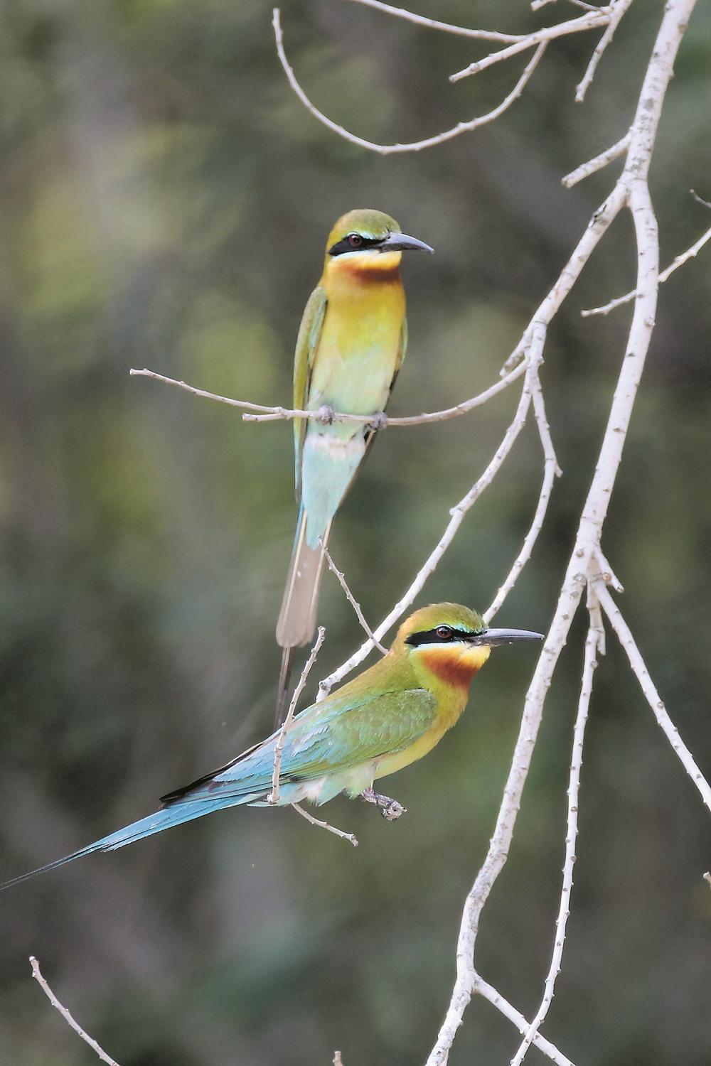 栗喉蜂虎在五缘湾栖息.(资料图片)