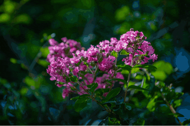 图源：深圳城管微信公众号