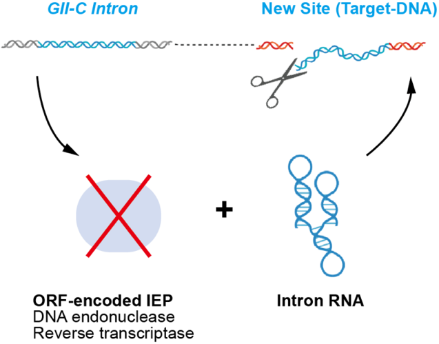 图2. 不含蛋白组分的第二类内含子RNA在基因组中“拷贝和粘贴”的假设示意图