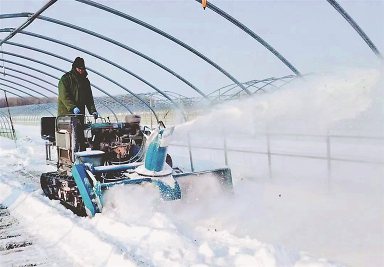 云山农场有限公司种植户利用冬闲时间提早清雪扣棚。陈凯摄