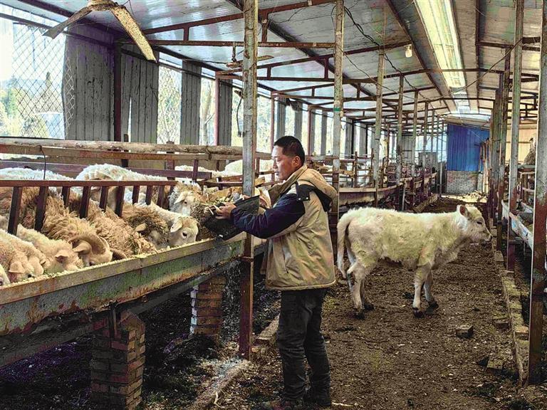 商洛市牛羊布病无疫区建设项目:提升防控能力 维护生产安全