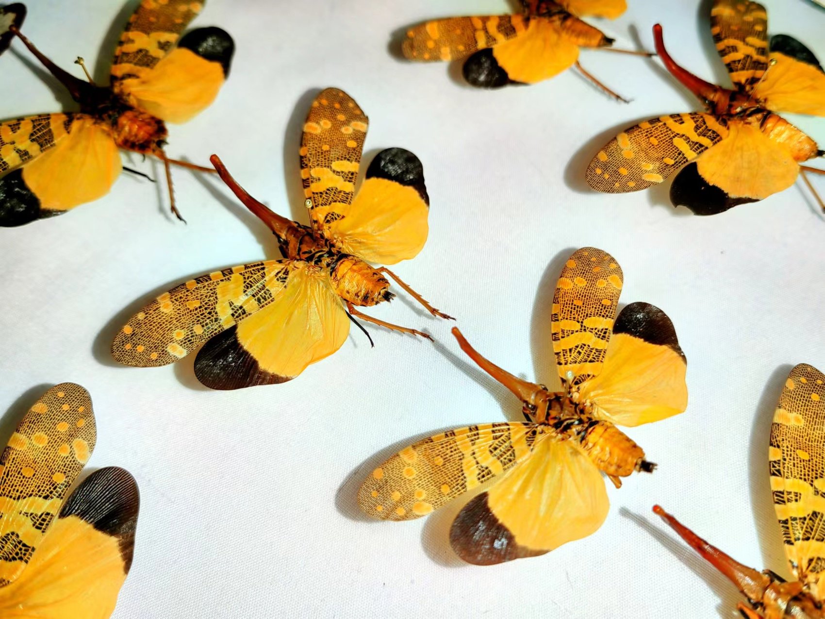 探秘虫中之龙 成都华希昆虫博物馆举办《龙年观龙虫》展览丨锦绣中国