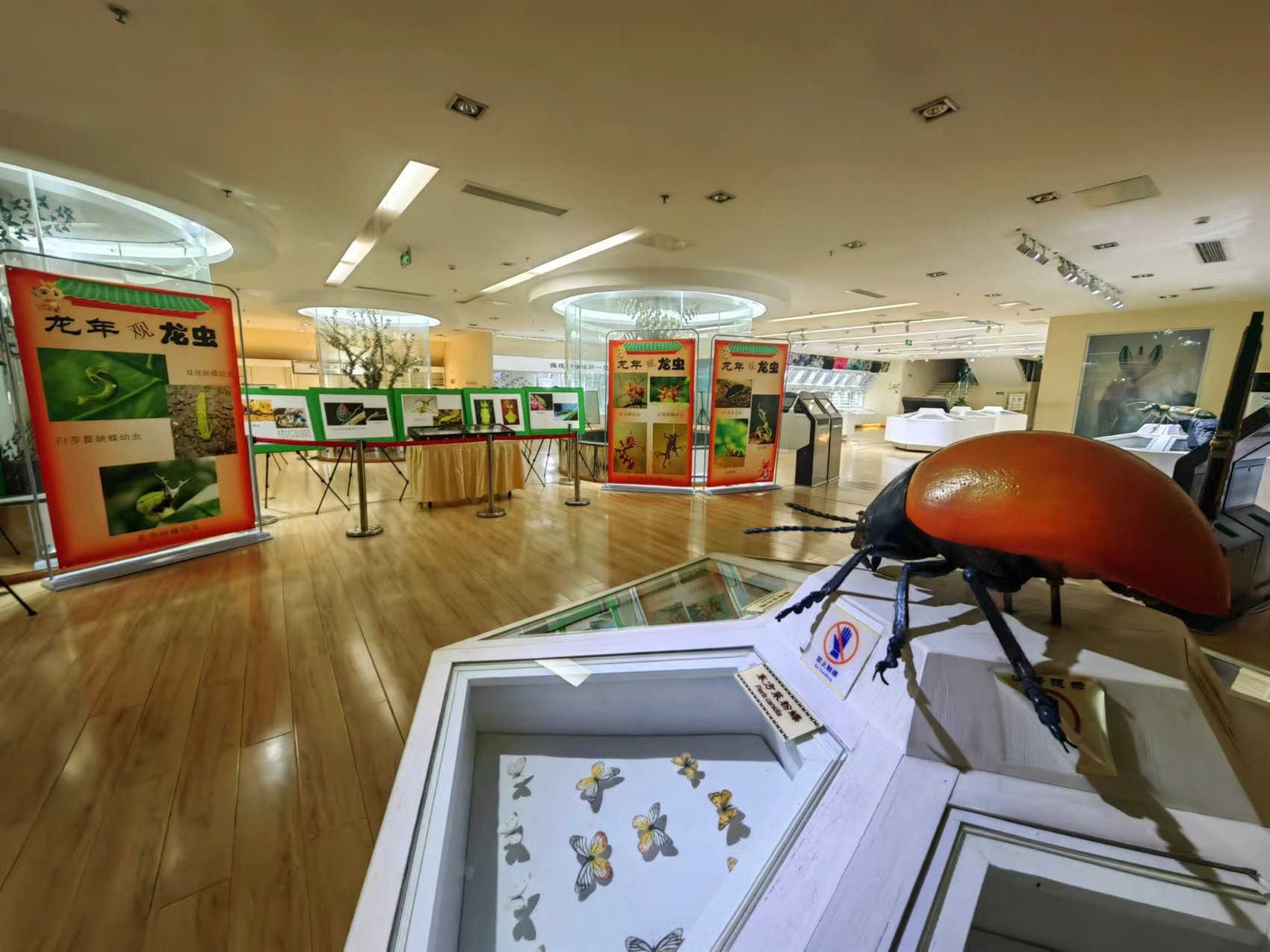 探秘虫中之龙 成都华希昆虫博物馆举办《龙年观龙虫》展览丨锦绣中国