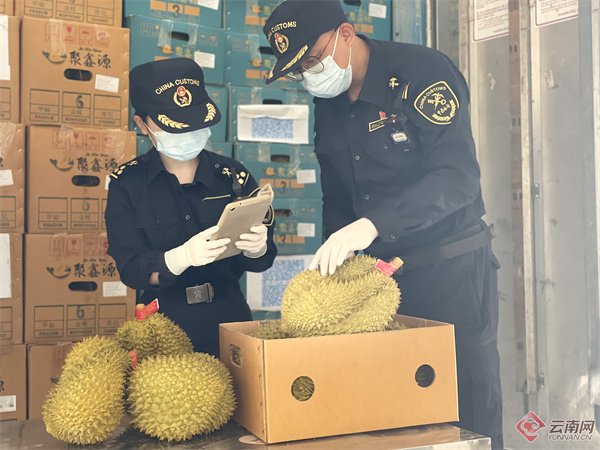 勐腊海关关员对进口榴莲进行查验&nbsp;通讯员&nbsp;张释巍&nbsp;摄