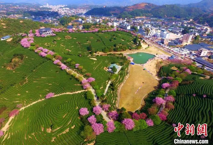 2021年2月,空中鸟瞰福建龙岩漳平台湾农民创业园中的台品樱花茶园