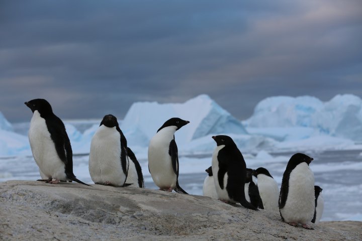 南极企鹅.受访对象赵羲供图
