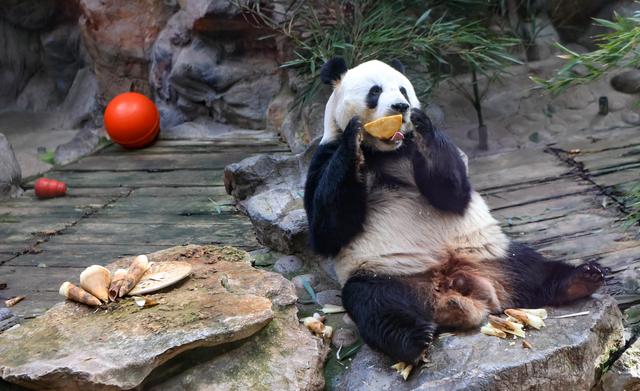 大熊猫吃上了"定制窝窝头饺子".北京动物园供图