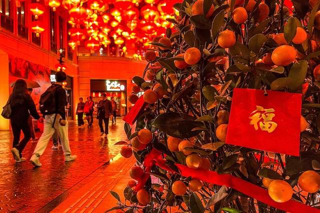 2月6日,中国香港,街头的金桔树上挂着福字. 图片来源 视觉中国