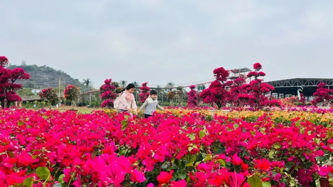 珠海这些花海"龙"情盛放,赏花正当时!