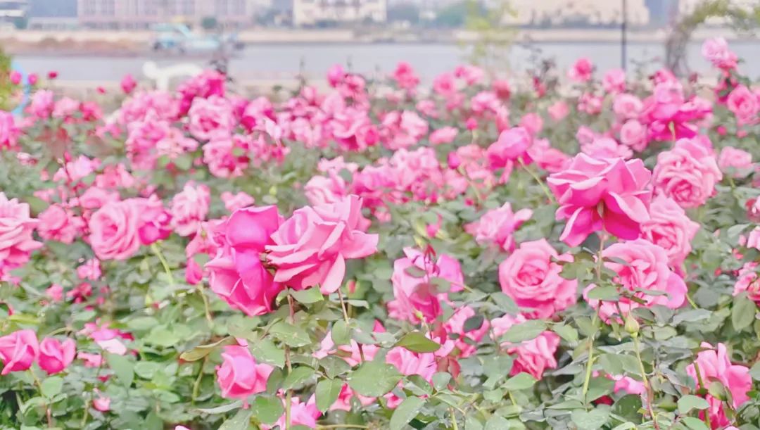 珠海这些花海"龙"情盛放,赏花正当时!