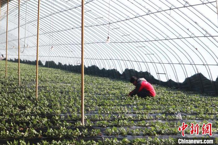 （新春走基层）吉林“草莓小镇”新春不打烊