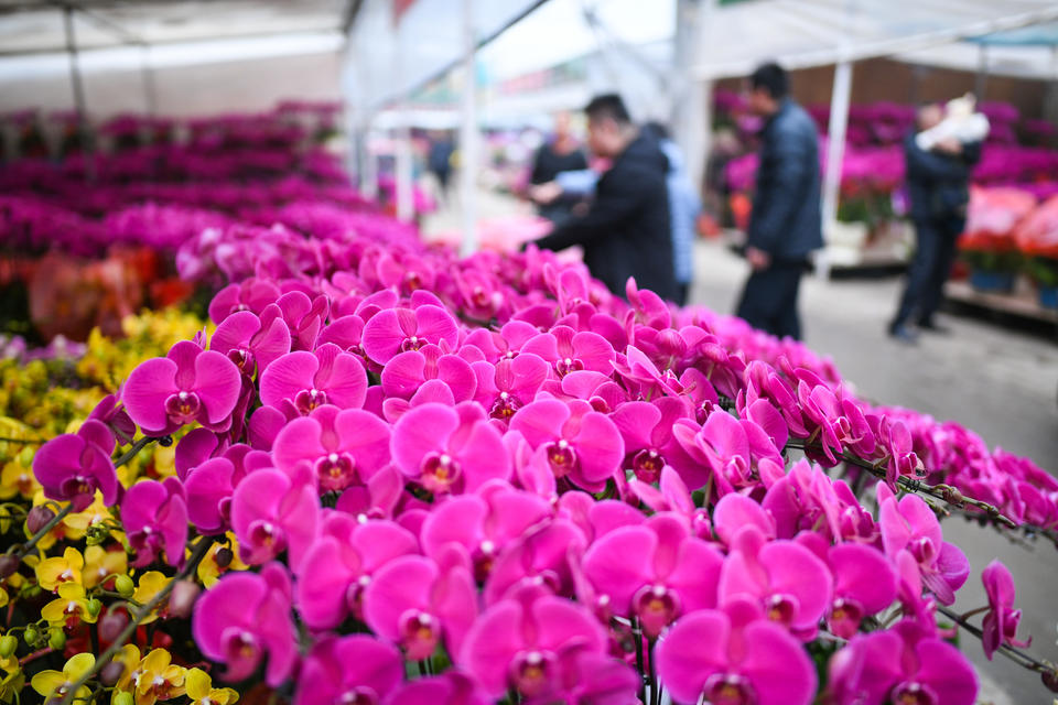 1月31日,人们在山东省青州市花卉苗木交易中心选购鲜花.新华社