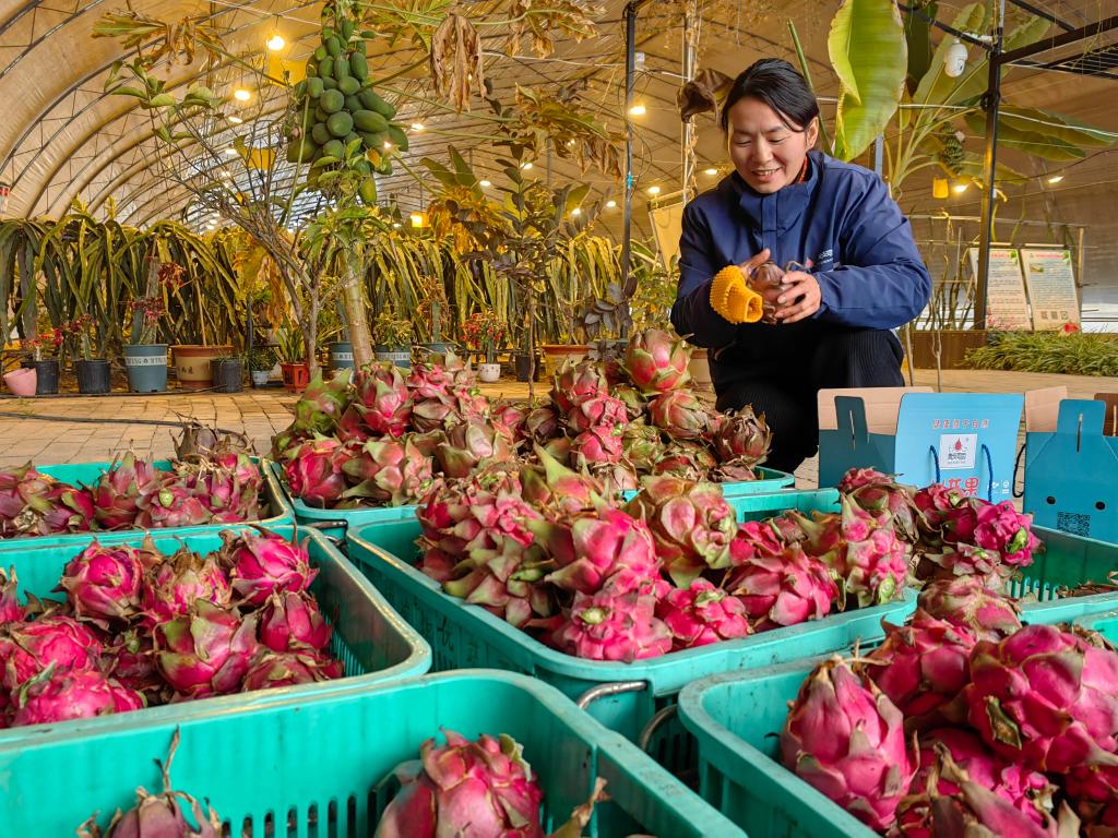 郭娟茹正在查看即将打包,装箱,发运的新鲜火龙果.