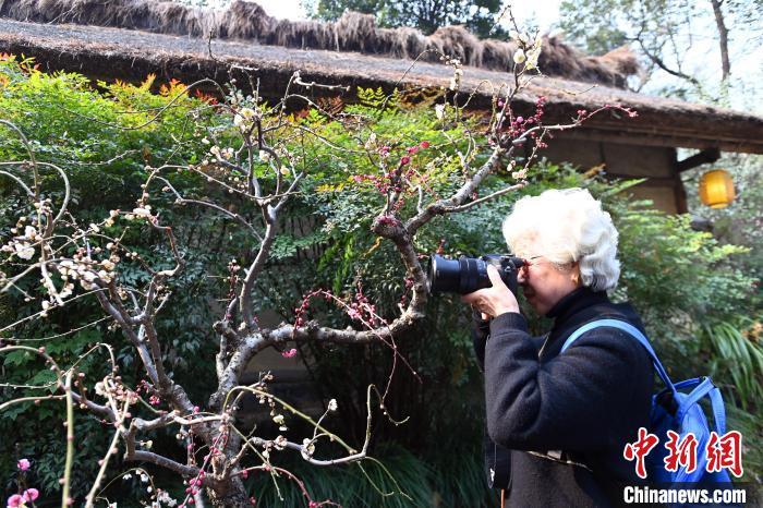 游客在成都杜甫草堂拍摄梅花。记者安源 摄