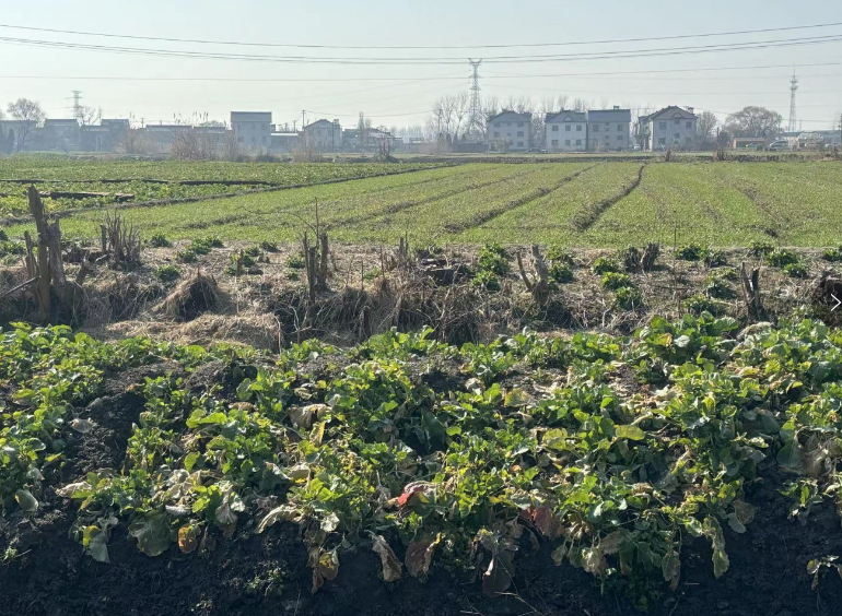 图3:村里农田 资料来源:实地拍摄,申万宏源研究