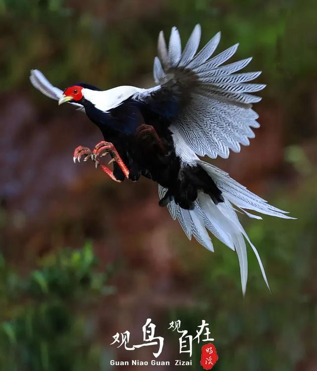 白鹇(肖书平 摄)