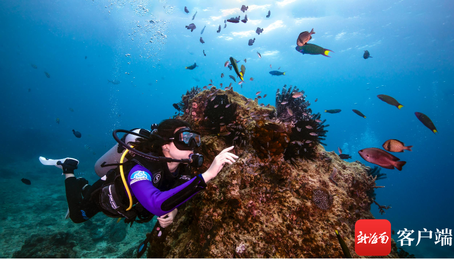 游客在蜈支洲岛旅游区潜水。蜈支洲岛旅游区供图