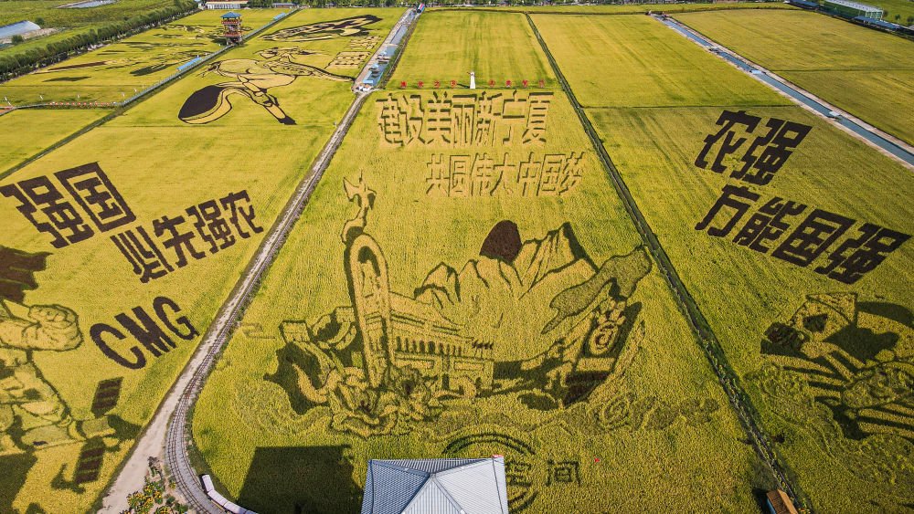 夏秋季节稻渔空间生态观光园内的稻田画.新华社发