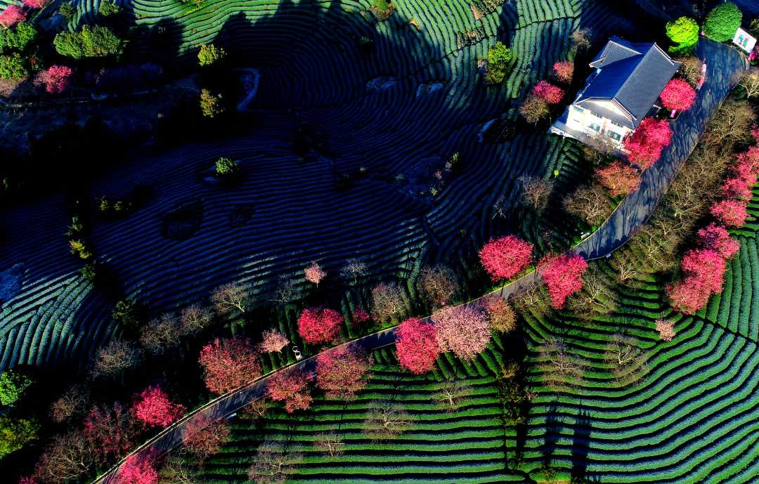 【2024旺旺杯"春节七天乐"】福建漳平:樱花盛开春满园