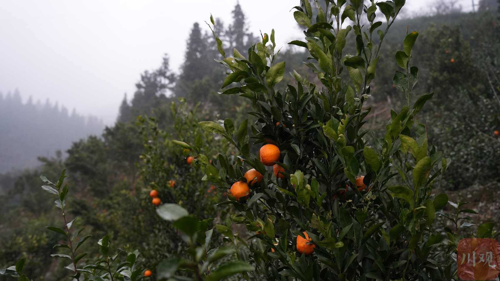 谢正兵2018年种下的早熟柑橘,今年迎来大规模挂果.