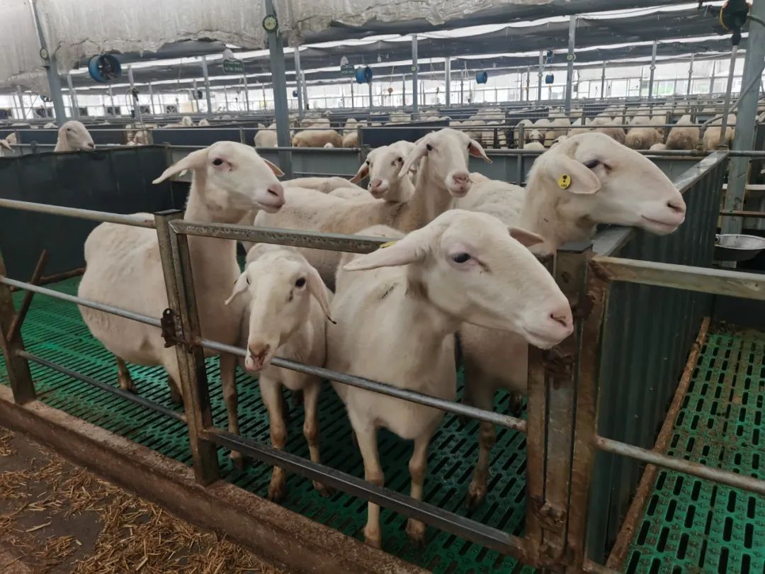 让湖羊成为"致富羊"| 现场评论·新春走基层