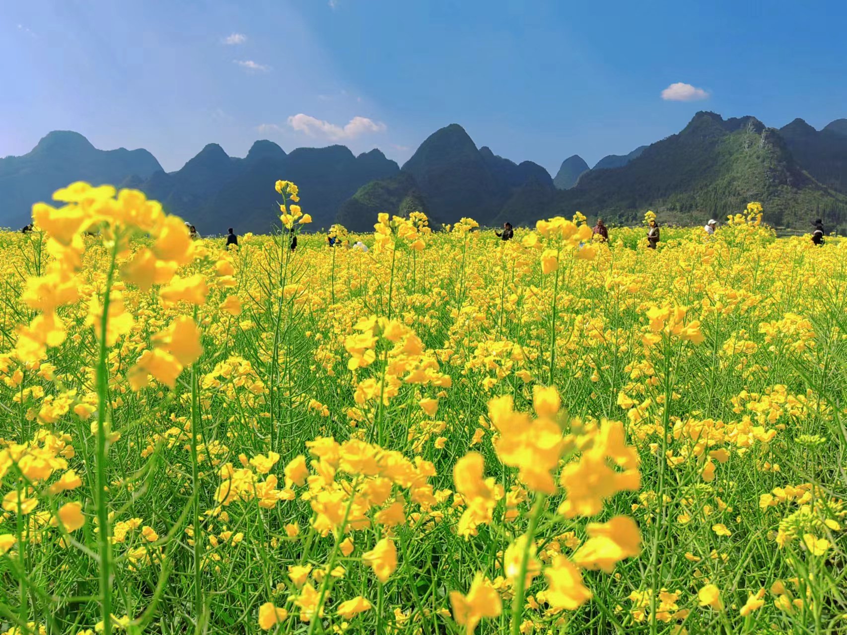万峰林是个很神奇的地方,无论景区门外如何人潮人海,一进峰林,所有的