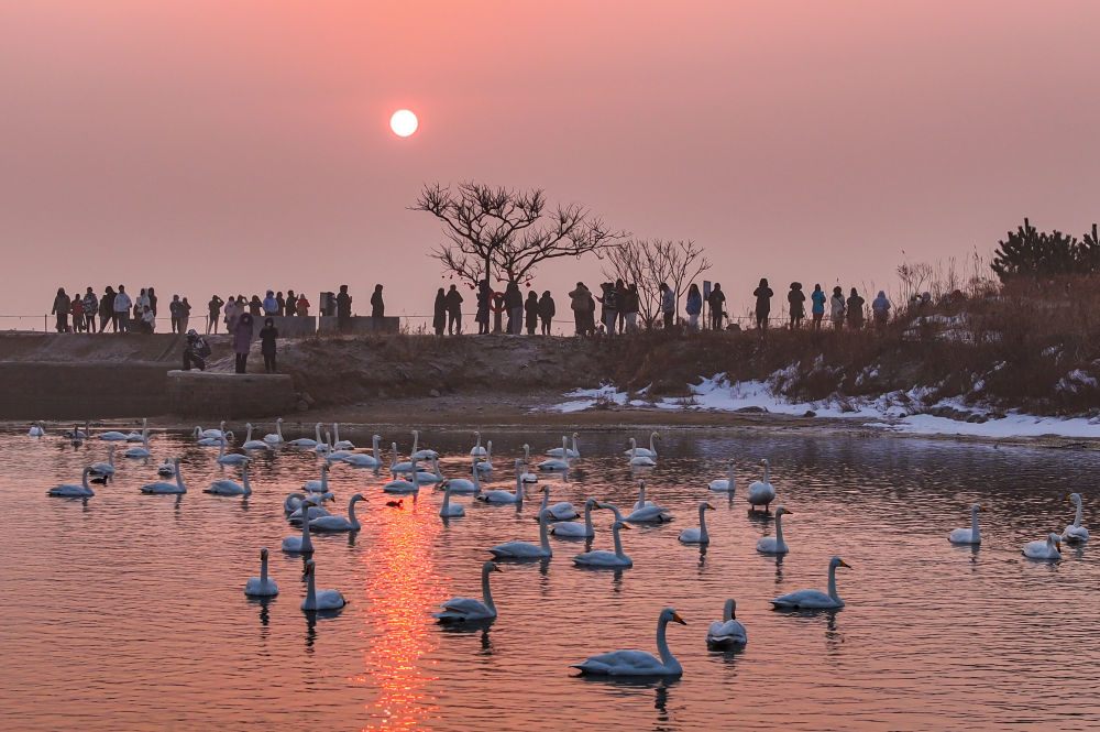 2月12日,在山东省荣成大天鹅国家级自然保护区天鹅湖湿地,游客在观