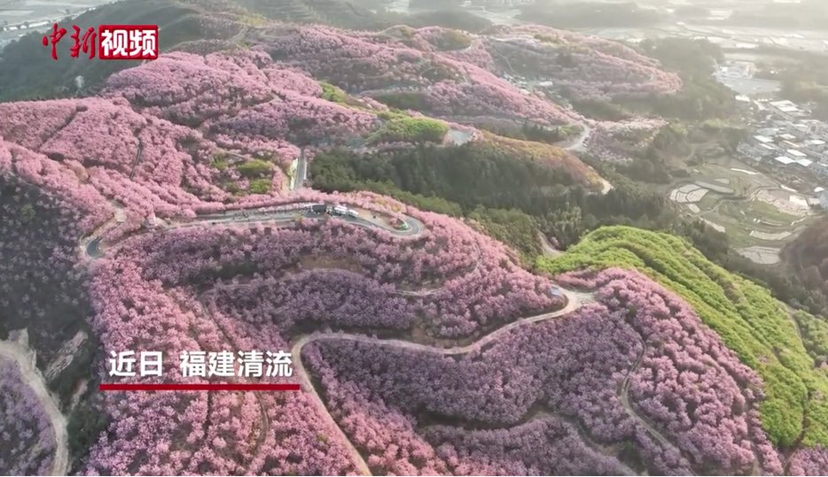 福建清流台湾农民创业园2000亩樱花盛放引客来|樱花_新浪财经_新浪网