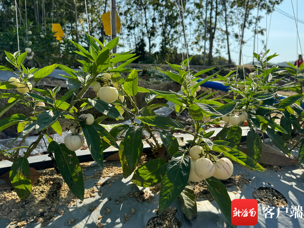 琼中热带特色水果种植初见成效 百亩人参果丰收在望