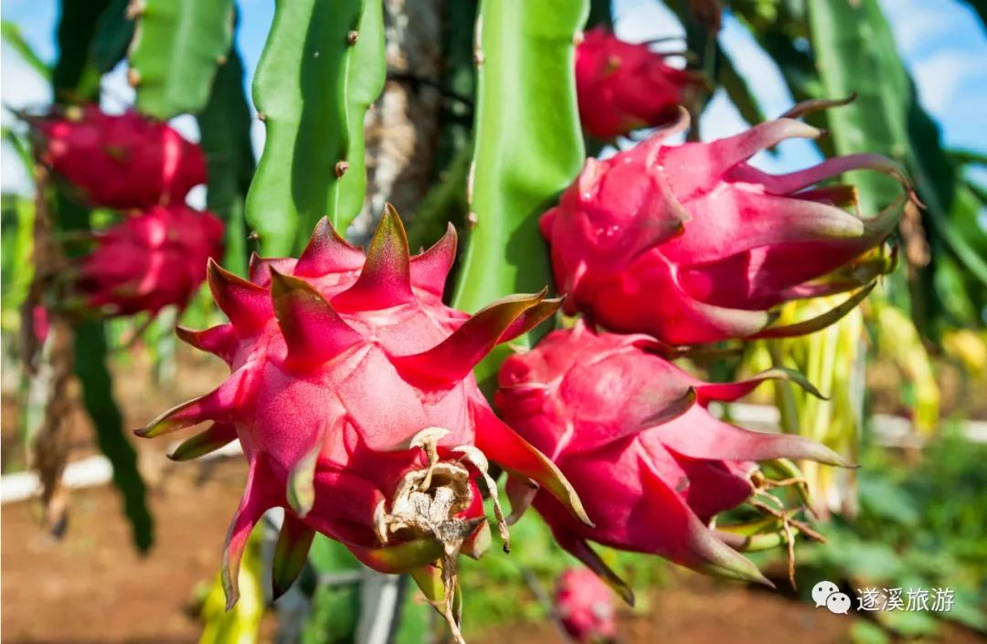 湛江当季"水果采摘指南"来了,安排→|水果