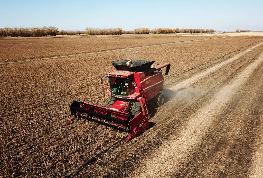 收割机在黑龙江省富锦市一大豆地块收获大豆.王建威摄(新华社)