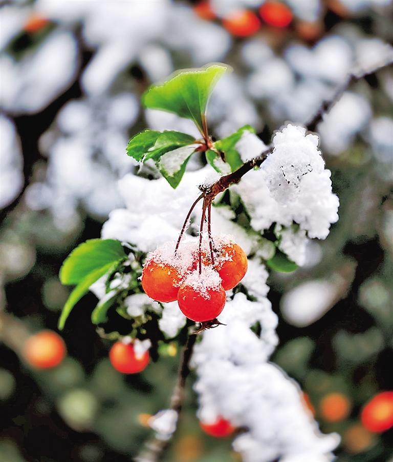 白雪映春红 高萍 摄