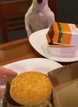 "手闲把牙签塞进手机孔了怎么办?"评论区的大家是认真