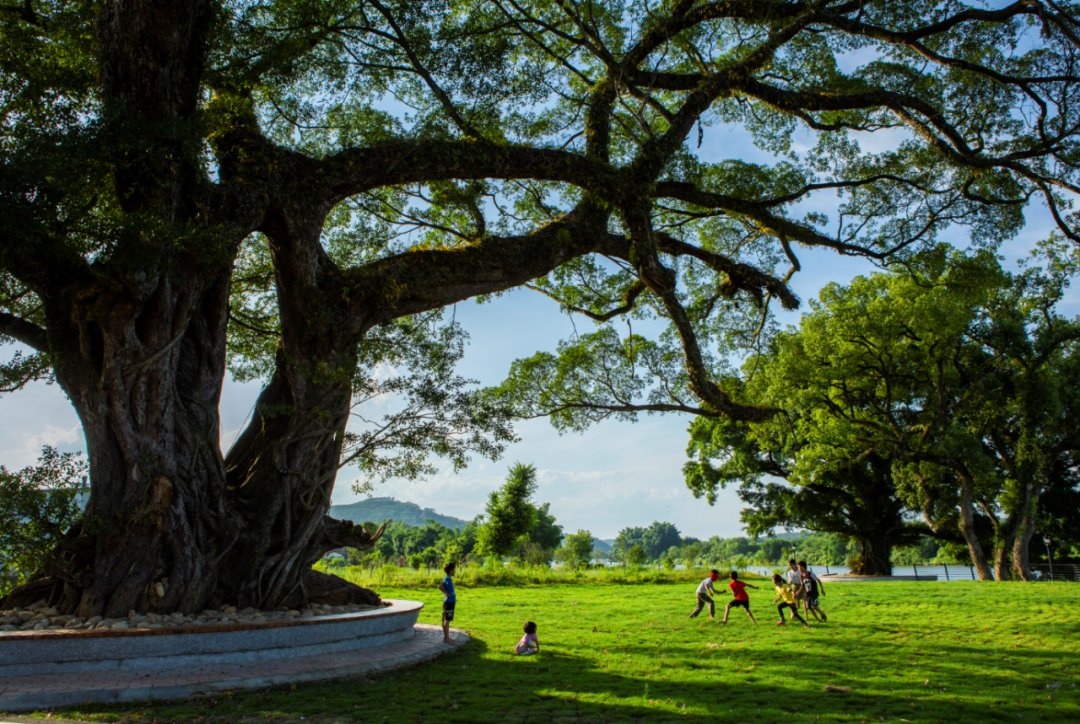 榕树下.刘松胜 摄