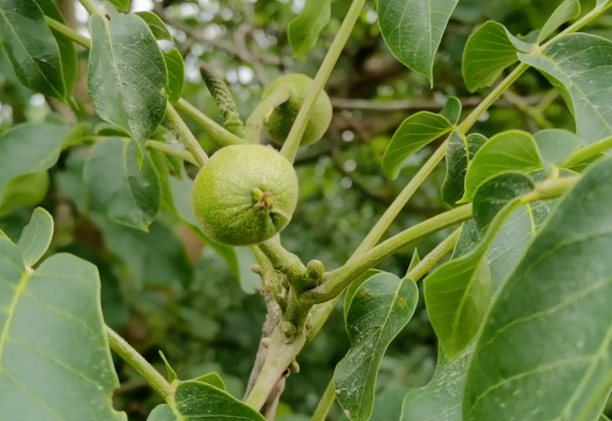 新疆阿克苏纸皮核桃,果仁饱满,壳薄如纸,徒手就能剥!