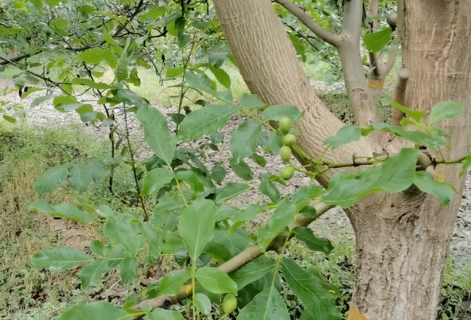 新疆阿克苏纸皮核桃,果仁饱满,壳薄如纸,徒手就能剥!