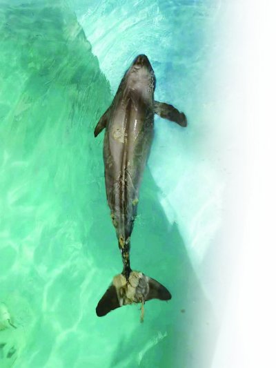 尾部受伤江豚在宁被成功救治|江豚_新浪财经_新浪网