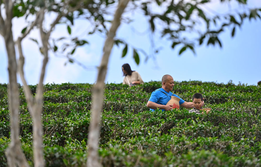 2月16日,游客在海南省五指山市水满乡椰仙茶园体验采茶.