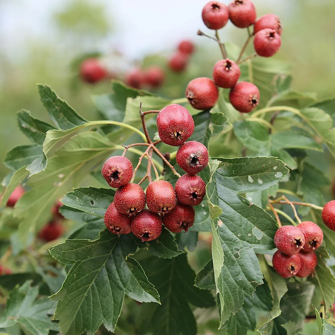 大鱼大肉吃多了?尝尝这个解腻小零嘴吧!|山楂_新浪_
